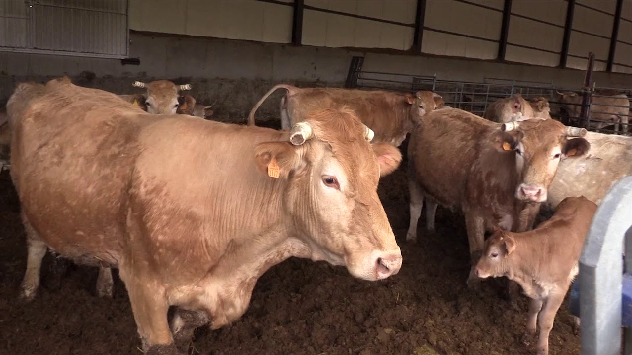Mercado Nacional - Pirenaicas en Ruerrero   16 de Mayo