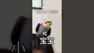 解鎖小雞新視角 mobile 8 #大疆om8#大疆osmo #大疆手持雲臺#手機穩定器推薦#玄鳳鸚鵡