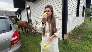 видео: Олень Борис хороший будильник 7:00 25.07.25 #irysik3076 #deer #animals #олень #оленьборис #оленьборя картинка: Олень Борис хороший будильник 7:00 25.07.25 #irysik3076 #deer #animals #олень #оленьборис #оленьборя