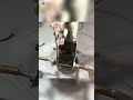 How Stones Using To Make Chess board #stone #chess #manufacturing #factory