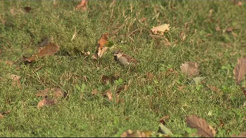 Here's how weather impacts fall colors | Eco9