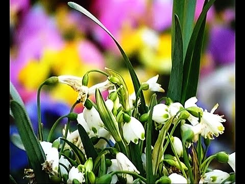 როგორ აღნიშნეს დედის დღე ახალციხეში