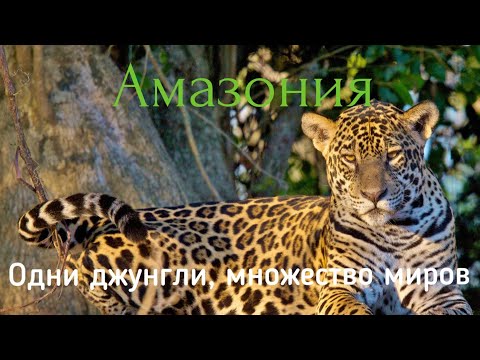 Амазония. Одни Джунгли, Множество Миров. Дикая Латинская Америка.