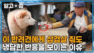 삼겹살을 코앞까지 내밀어도 거절하는 개, 먹고는 싶은지 군침만 삼키고 만다┃세상에 나쁜 개는 없다┃알고e즘