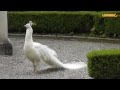 Blauer + Weißer Pfau Pavo Cristatus, Eggenberg Österreich peacock