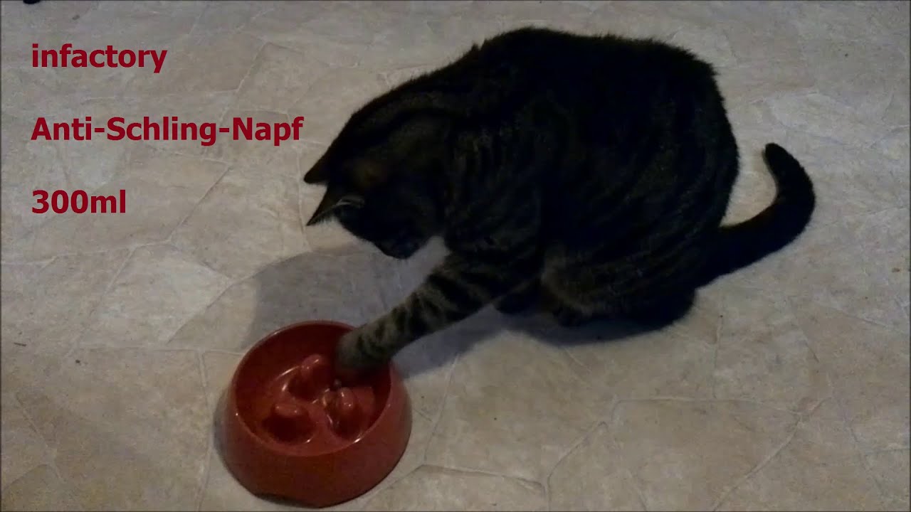 Anti Schling Napf Katze The Door Knockers