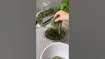 Sơ chế rong nho tươi | Châu Muối #chaumuoi #rongnho #foodreview  #shorts