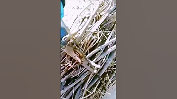 The process of tying branches is shared - a good approach can do more with less