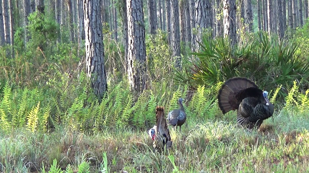 Wild Osceola Turkey Attacks Decoy! YouTube