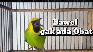 CAK RANTING GACOR || CUCAK RANTING GACOR_cucak rante