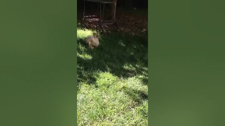 running Bear
