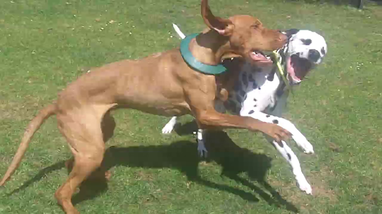 dalmatian-cooper-vizsla-wilson-youtube