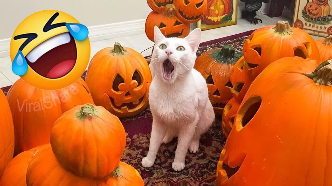 The Funniest DOGS of 2026 So Far 😂 Funny Dog Videos 🙂 