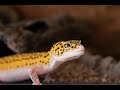 Music for leopard geckos increased eatingactivitybreeding 1 hour