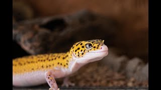 Music for leopard geckos (Increased eating/activity/breeding) 1 hour screenshot 3