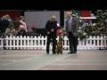 Crown Classic Dog Show 2008 Obedience Award Crown Classic Dog Show 2008 Obedience Award
