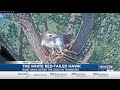 Redtailed hawk with rare condition changing the way tennessee scientists think