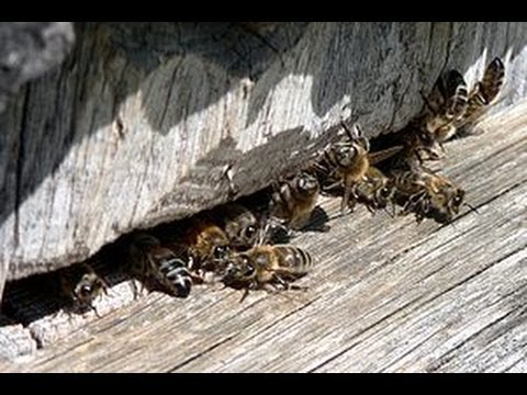 Видео: Наука и пчелы