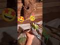 ഇണക്കിയെടുക്കാം🦜 short#lovebirds#petparadise#birds#cockatiel#pet