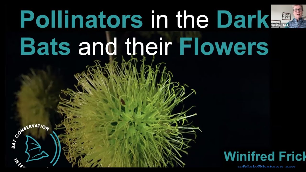 Bats as Pollinators; BatFriendly Gardens YouTube