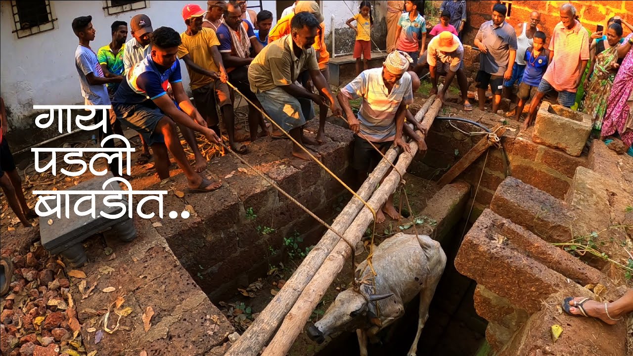 बावडीत पडलेली गाय काढूक नाना नी शशि बावडेत | गाय झाली पशार | कोंकणी जीवन kokanvlog | ColoursOfKonkan