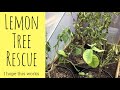 Dying Lemon Trees...I’ll Save Them (hopefully)