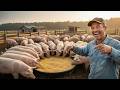 Behind the Scenes of Mega Pig Farming – The Full Production Cycle