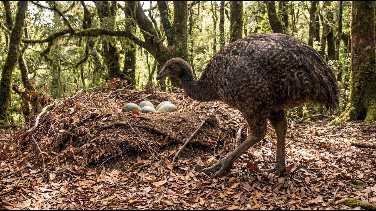 100 редких и вымерших птиц, которых вы, вероятно, никогда раньше не видели.