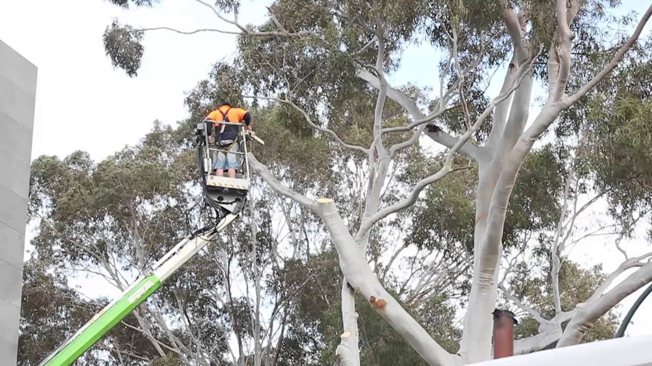 tree pruning Melbourne