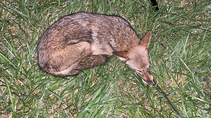 Fall coyote hunting. Foxpro shockwave and ATN 4K PRO
