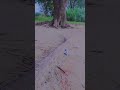 aklesh
