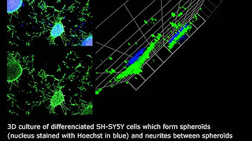 HCSPharma : 3D culture of differenciated SH-SY5Y cells