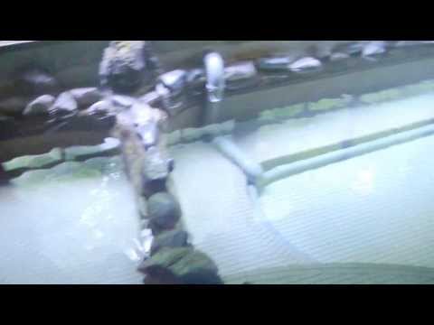 プーさん　新潟県魚沼市　栃尾又温泉　自在館に行ったんだよおおう　その７