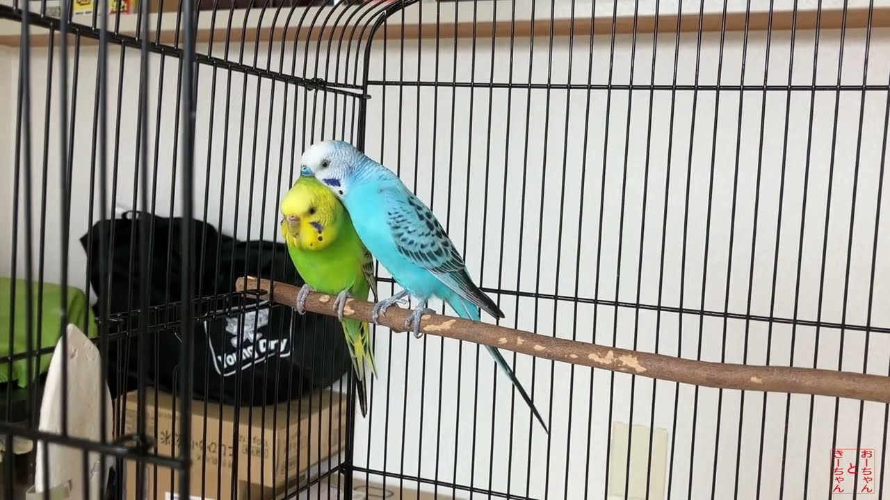 我が家のインコ　おーちゃんときーちゃん(176)　もぐもぐ・おしゃべり・かりかり　のインコ。