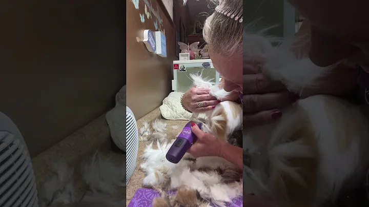 Video 11086561: mainecoon cat grooming, cat feline, domestic house cat, cat low