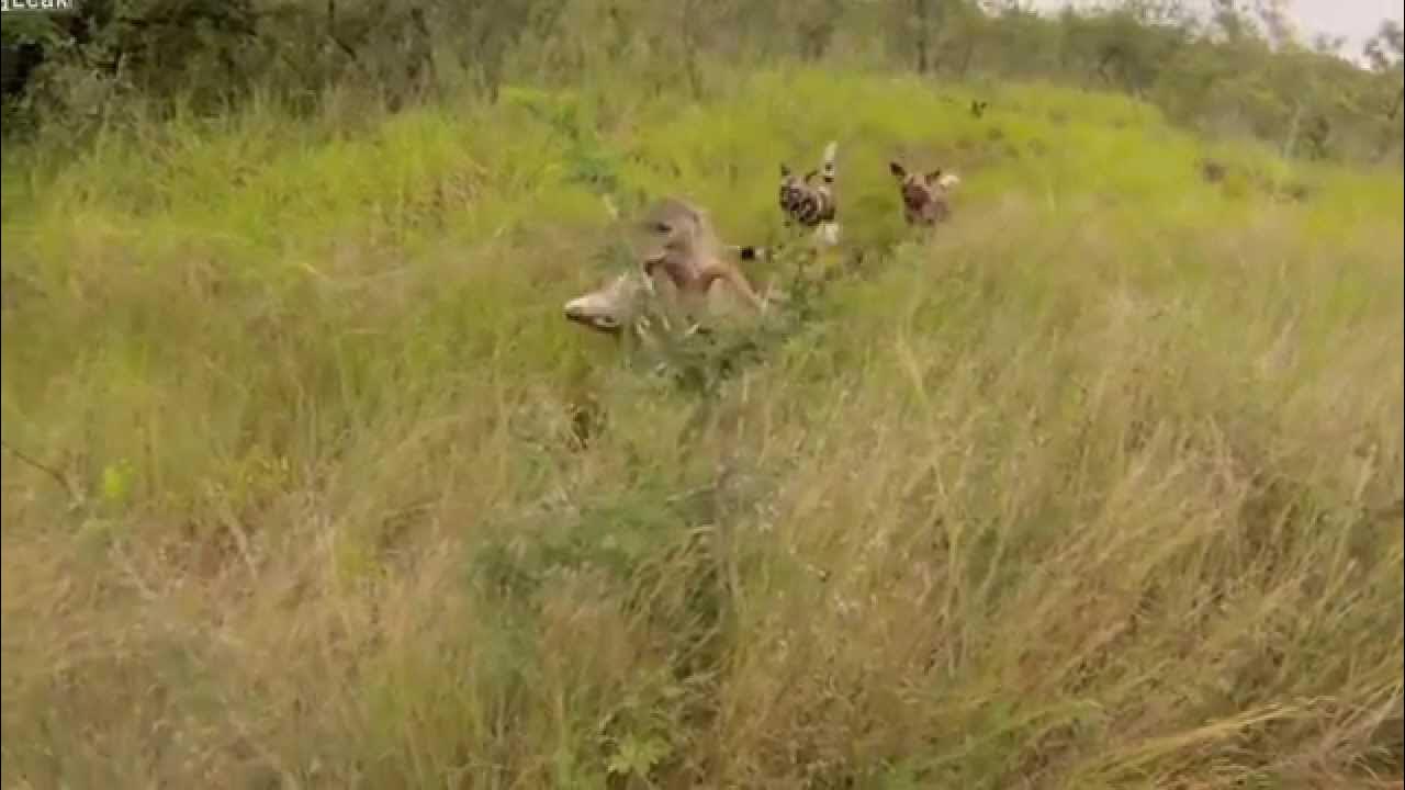 LiveLeak com Wild Dogs vs Hyenas Hyenas Steal Wild Dogs Kudu Kill Must