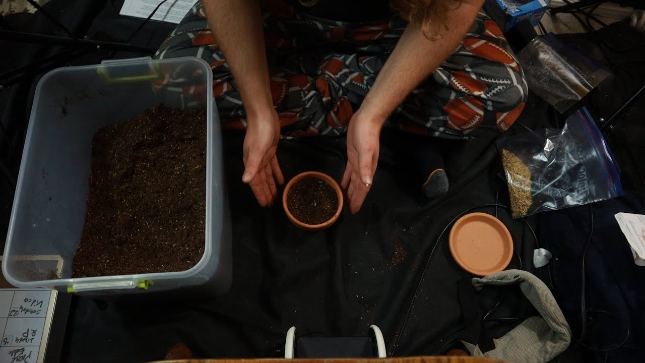 Soft Spoken ASMR Planting Cat Grass