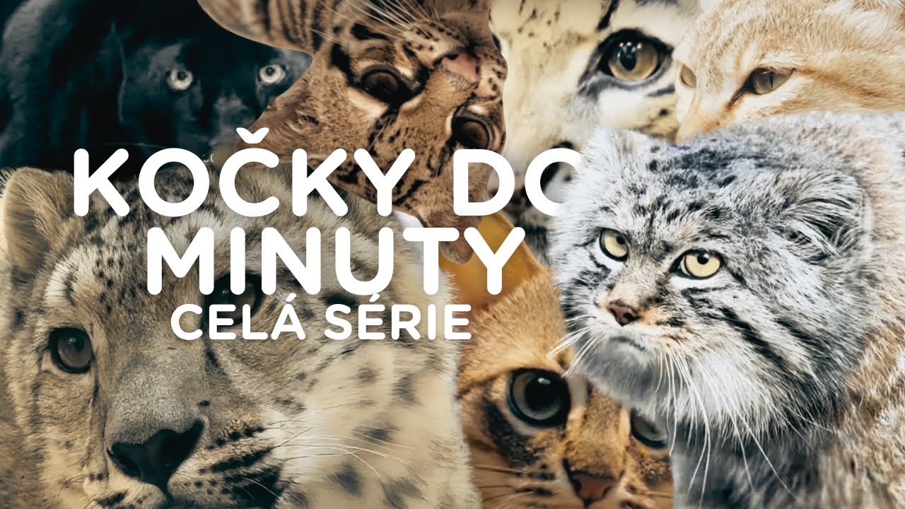 KOČKY DO MINUTY – Kompletní dokumentární série o kočkovitých šelmách! (Všechny díly v jednom videu)