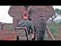 Extremely Close Elephant Encounter