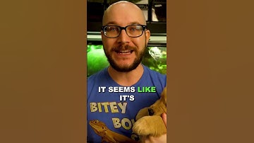 This African Snake is NOT a great pet #reptiles #snakes