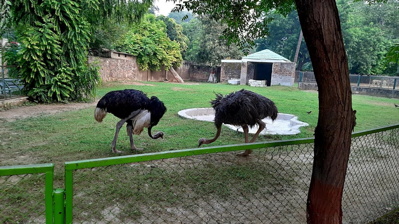 Zoo Animals and birds - YouTube