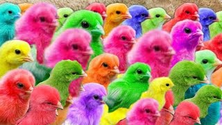 Tangkap Ayam Lucu, Ayam Warna Warni, Ayam Rainbow Gokil, Kelinci, Kucing Lucu, Bebek, Hewan Lucu