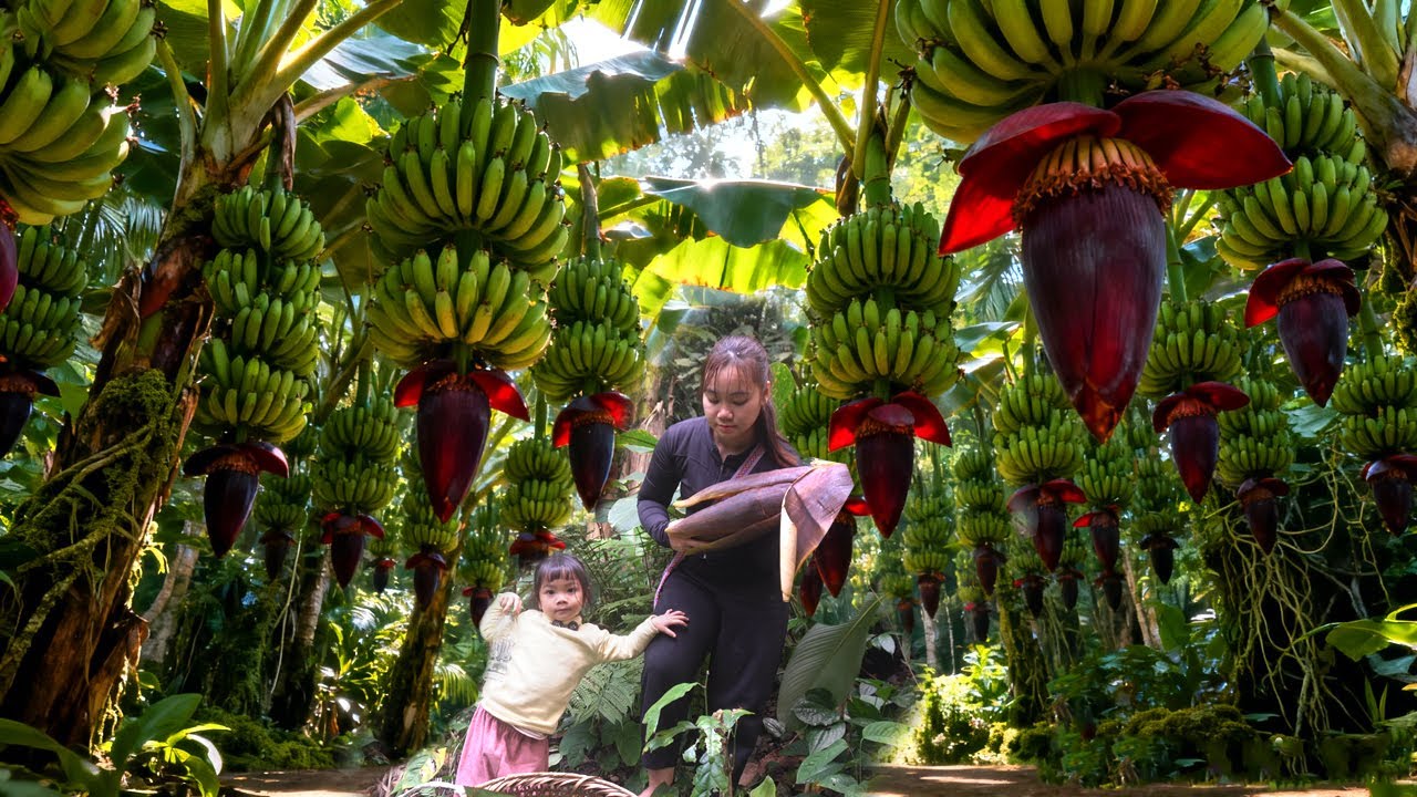 A Day With My Little Daughter in the Forest Picking Banana Blossoms to Sell at the Local Market