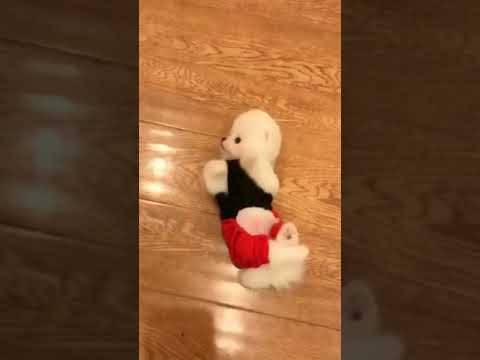 Cute Puppy lovely