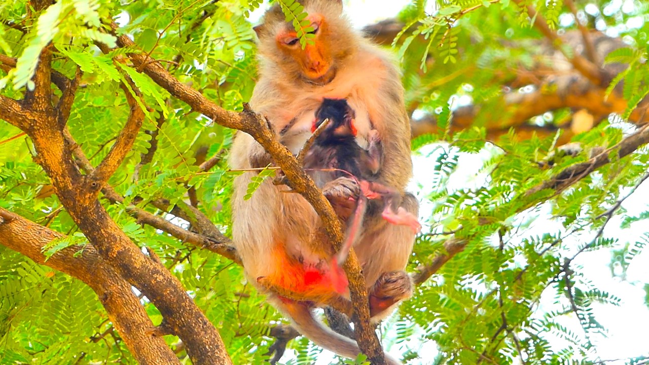 After birth, Newborn Monkey Trying hard to get milk from old mommy