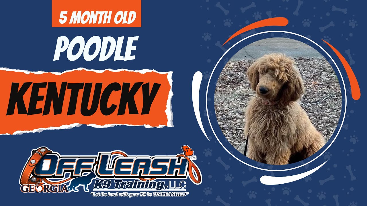 Kentucky 5 Month Old Standard Poodle Off Leash Standard Poodle Training, YouTube