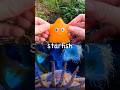 Kids Learn | Sea Animal Names at the Stream: Hammerhead Shark Lemon Shark Starfish Fish Whale