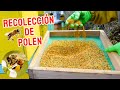 ¿Cuánto puede Producir una Colmena? | Polen &amp; Miel 🍯