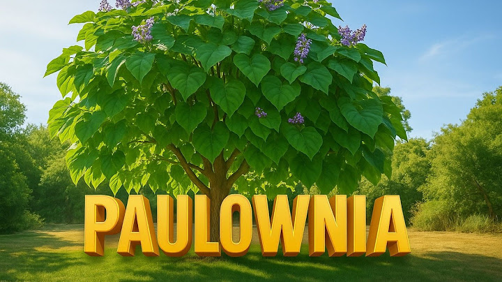 Paulownia: The Magic Tree That Creates Shade in 2 Summers ☀️🌳