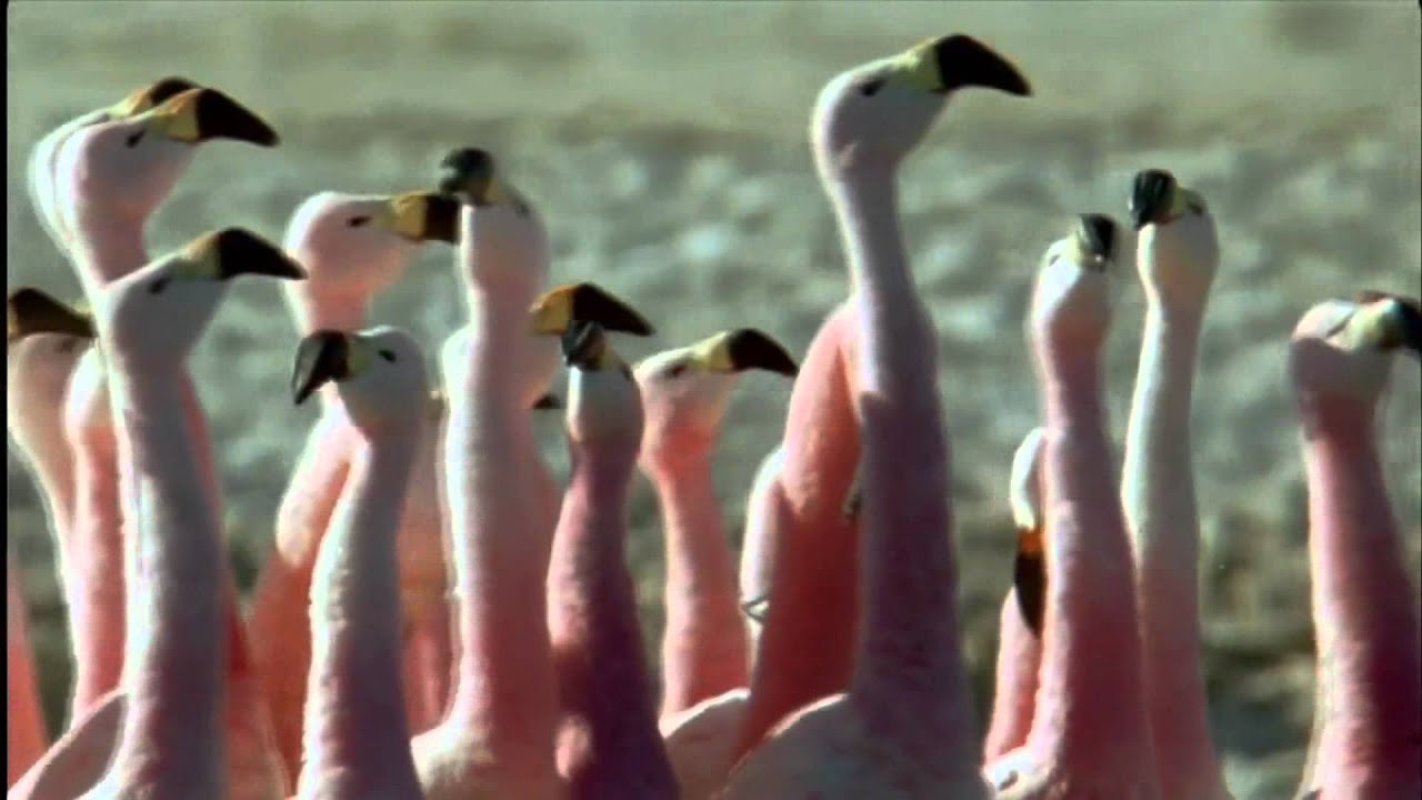 Sinfonía de Alabanza - Steve Green